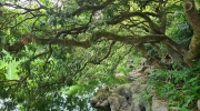 Thumbnail of pic_KL_Sin_307.jpg