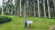 Thumbnail of pic_KL_Sin_319.jpg