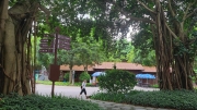 Thumbnail of pic_KL_Sin_337.jpg