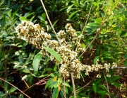 Thumbnail of pic_Bill_Cheung_062.JPG