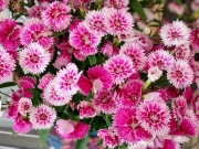 Thumbnail of pic_Cindy_Tse_018.jpg