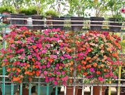 Thumbnail of pic_Lee_Shing_002.JPG