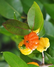 Thumbnail of pic_Lee_Shing_005.JPG