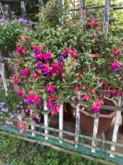 Thumbnail of pic_TB_Tung_001.jpg