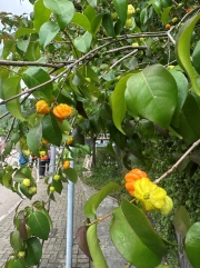 Thumbnail of pic_TB_Tung_003.jpg