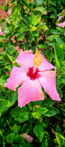 Thumbnail of pic_Cindy_Tse_006.jpg