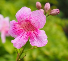 Thumbnail of pic_Lee_Shing_033.JPG