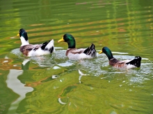 Thumbnail of pic_Lee_Shing_047.JPG