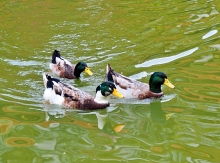 Thumbnail of pic_Lee_Shing_048.JPG