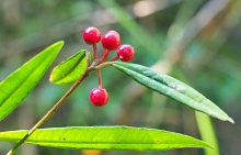 Thumbnail of pic_Lee_Shing_014.JPG