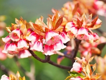 Thumbnail of pic_Lee_Shing_025.JPG