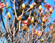 Thumbnail of pic_Lee_Shing_027.JPG