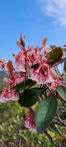 Thumbnail of pic_Si9_023.jpg