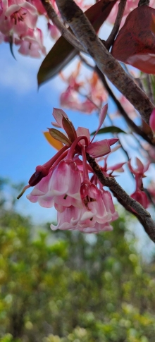 Thumbnail of pic_Si9_024.jpg