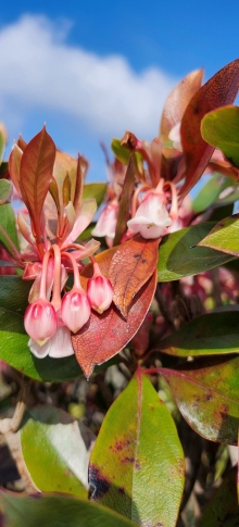 Thumbnail of pic_Si9_026.jpg