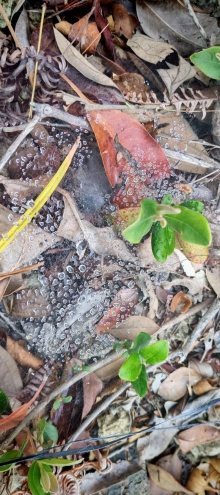 Thumbnail of pic_Cindy_Tse_009.jpg