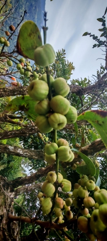 Thumbnail of pic_Cindy_Tse_013.jpg