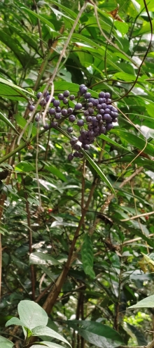 Thumbnail of pic_Derek_Wong_060.jpg