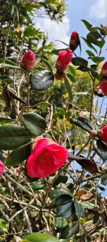 Thumbnail of pic_Derek_Wong_018.jpg