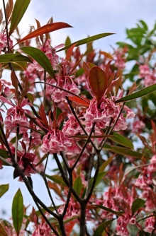 Thumbnail of pic_KL_Sin_017.jpg