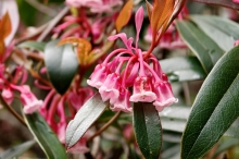 Thumbnail of pic_KL_Sin_018.jpg