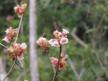 Thumbnail of pic_Sun_Chow_025.JPG