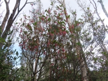 Thumbnail of pic_Sun_Chow_028.JPG