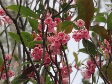 Thumbnail of pic_Sun_Chow_029.JPG