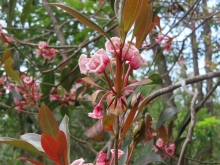 Thumbnail of pic_Sun_Chow_032.JPG