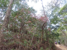 Thumbnail of pic_Sun_Chow_039.JPG