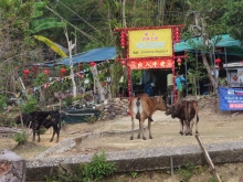 Thumbnail of pic_Sun_Chow_044.JPG