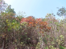 Thumbnail of pic_Sun_Chow_054.JPG