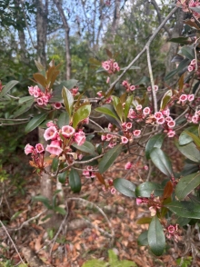 Thumbnail of pic_TB_Tung_008.JPG