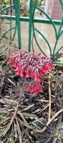 Thumbnail of pic_Derek_Wong_054.jpg