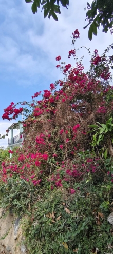 Thumbnail of pic_Derek_Wong_057.jpg