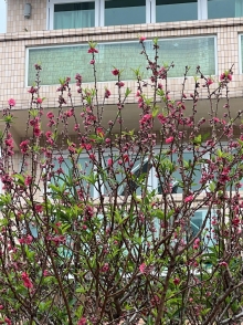 Thumbnail of pic_Winnie_Chung_009.JPG