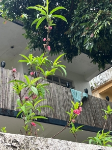 Thumbnail of pic_Winnie_Chung_012.JPG