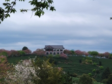 Thumbnail of pic_Teresa_Tse_104.jpg