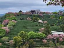 Thumbnail of pic_Teresa_Tse_105.jpg