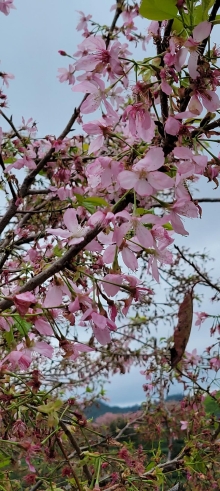 Thumbnail of pic_Teresa_Tse_116.jpg