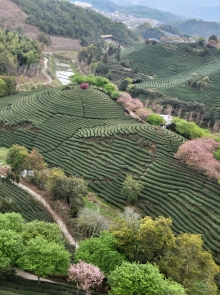 Thumbnail of pic_Teresa_Tse_128.jpg