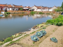 Thumbnail of pic_Teresa_Tse_161.jpg