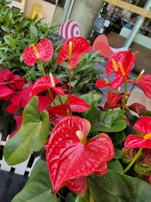 Thumbnail of pic_Teresa_Tse_171.jpg