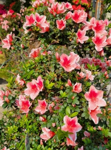 Thumbnail of pic_Teresa_Tse_178.jpg