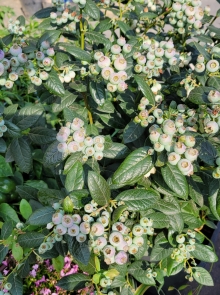 Thumbnail of pic_Teresa_Tse_179.jpg