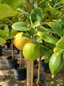 Thumbnail of pic_Teresa_Tse_181.jpg