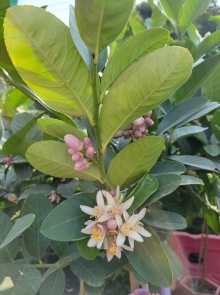 Thumbnail of pic_Teresa_Tse_182.jpg