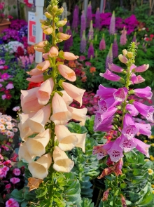 Thumbnail of pic_Teresa_Tse_191.jpg