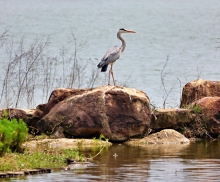 Thumbnail of pic_Lee_Shing_042.JPG