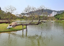 Thumbnail of pic_Lee_Shing_043.JPG